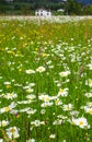 Beauty of daisy flowers on the spring meadow and farm in background Royalty Free Stock Photo