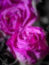 Beauty in Decay: A Monochromatic Macro of Dry Purple Rose Flowers Royalty Free Stock Photo