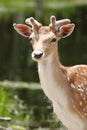 Beauty deer