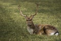 Beauty deer lying down on the grass Royalty Free Stock Photo