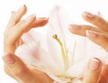 Beauty delicate hands with manicure holding flower lily close up isolated on white perfect shape Royalty Free Stock Photo