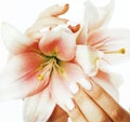 Beauty delicate hands with manicure holding flower lily close up isolated on white, spa concept Royalty Free Stock Photo