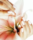 Beauty delicate hands with manicure holding flower lily close up isolated on white, woman perfect shape Royalty Free Stock Photo