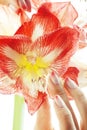 Beauty delicate hands with pink Ombre design manicure holding flower amaryllis close up isolated warm macro Royalty Free Stock Photo