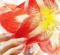 Beauty delicate hands with pink Ombre design manicure holding red flower amaryllis close up isolated warm macro Royalty Free Stock Photo