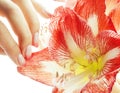 Beauty delicate hands with pink Ombre design manicure holding red flower amaryllis close up isolated warm macro Royalty Free Stock Photo