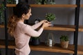 Smiling woman arrange plants on shelf make home feel cozy