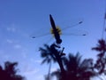 Beauty of dragon fly