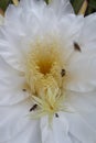 beauty of dragon fruit flower Royalty Free Stock Photo