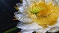 the beauty of dragon fruit flowers that bloom, the fragrance enchants the soul in the cold and lonely dark night. Royalty Free Stock Photo