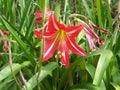 Beauty-Easter Lilly Royalty Free Stock Photo