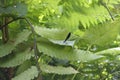 Beauty Ebony Jewelwing perch on the leaf at the forest Royalty Free Stock Photo