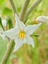 the beauty of eggplant flowers