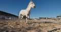 White Horse Running with Effortless Speed on the Ranch