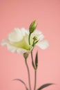 Beauty Eustoma flower, ÃÂhinese rose Royalty Free Stock Photo