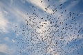 BEAUTY OF EVENING CLOUDS AND FLOCKING BIRDS BIKANER