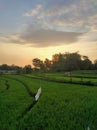 the beauty of the evening sky with views of the expanse of rice fields