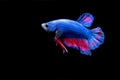 Beauty, exotic of the tail of the red and white male betta fish