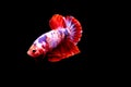 Beauty, exotic of the tail of the red and white male betta fish