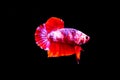 Beauty, exotic of the tail of the red and white male betta fish