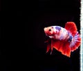 Beauty, exotic of the tail of the red and white male betta fish