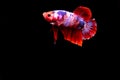 Beauty, exotic of the tail of the red and white male betta fish