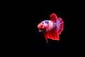 Beauty, exotic of the tail of the red and white male betta fish
