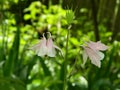 Beauty is in the eye of the beholder / flower