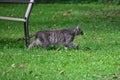 Beauty through the eyes of the homeless cats of New York Royalty Free Stock Photo