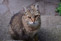 Looking into the soul of a homeless cat in New York