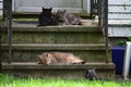 Beauty through the eyes of the homeless cats of New York Royalty Free Stock Photo