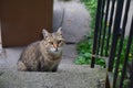 Beauty through the eyes of the homeless cats of New York