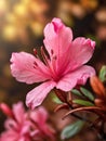 Fall azalea in realistic macro focus