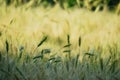 Beauty in farm crops are dancing Royalty Free Stock Photo