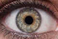 Beauty female greenish eye with long eyelashes and make-up - mac Royalty Free Stock Photo