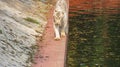 The elegant walk of the white Bengal tiger