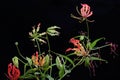 The beauty of a  flame lily Gloriosa superba in full bloom. Royalty Free Stock Photo