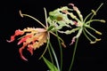 The beauty of a  flame lily Gloriosa superba in full bloom. Royalty Free Stock Photo