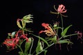 The beauty of a  flame lily Gloriosa superba in full bloom. Royalty Free Stock Photo