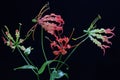 The beauty of a  flame lily Gloriosa superba in full bloom. Royalty Free Stock Photo