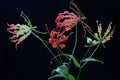 The beauty of a  flame lily Gloriosa superba in full bloom. Royalty Free Stock Photo