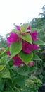 Bougenvile flower Royalty Free Stock Photo