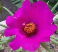 Beauty flower of cactus potted in garden