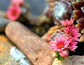 Beauty flower of cobweb houseleek Royalty Free Stock Photo