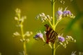 Butterfly on a flower. common silverline butterfly cigaritis vulcanus .