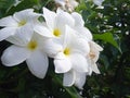 flower white execelent in blooming fragrance