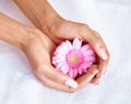 Beauty, flower and spa with hands of woman for skincare, wellness and natural cosmetics. Spring, peace and floral with