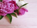 beauty flowers blossom fresh peonies greeting nature on a pink wooden background, summer frame Royalty Free Stock Photo