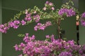 Beauty flowers Pink Bougainvillea Royalty Free Stock Photo