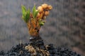 The beauty of a four-trunked coconut tree bonsai is bearing fruit. Royalty Free Stock Photo